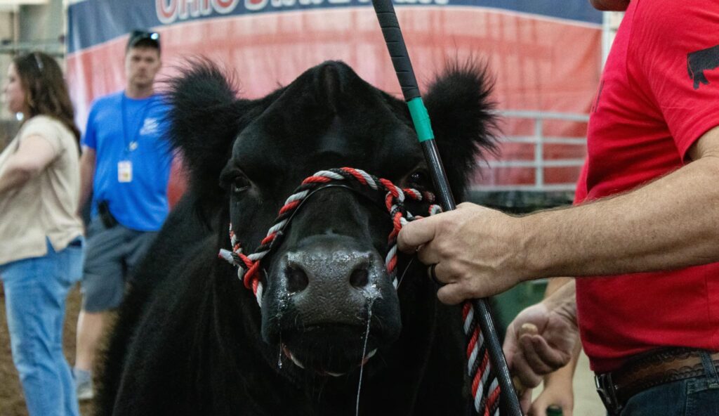 Black Cow
